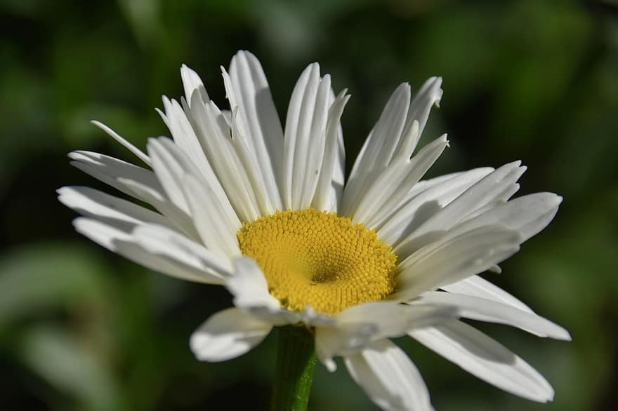 Flower, Daisy Flower, White Petals, Plants, Marguerite, Nature, Garden, Spring, Spring-flowering, Petals