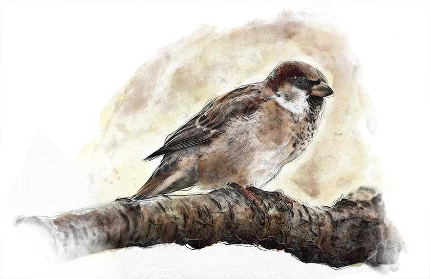 Sparrow, Bird, Nature, Branch, Watercolor, Water Color, Digital Painting, Wildlife, Brown, Fauna