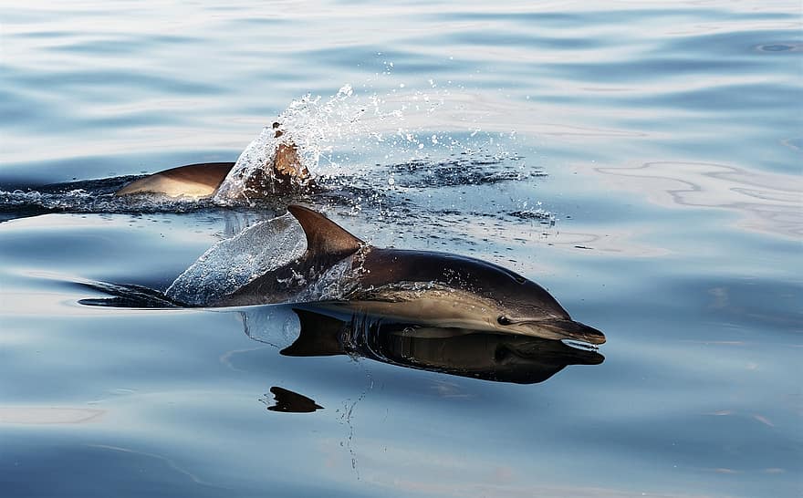 дельфин, обыкновенный дельфин, морской, млекопитающее, животное, всплеск, плавать, море, природа, умный, плавник