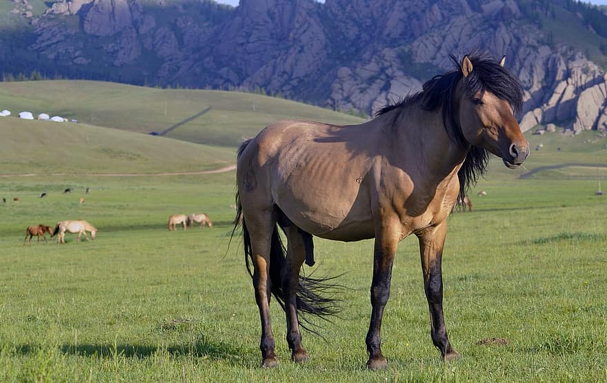 cavalo, garanhão, animal, eqüino, mamífero, retrato, equestre, rural, ao ar livre, campo, grama