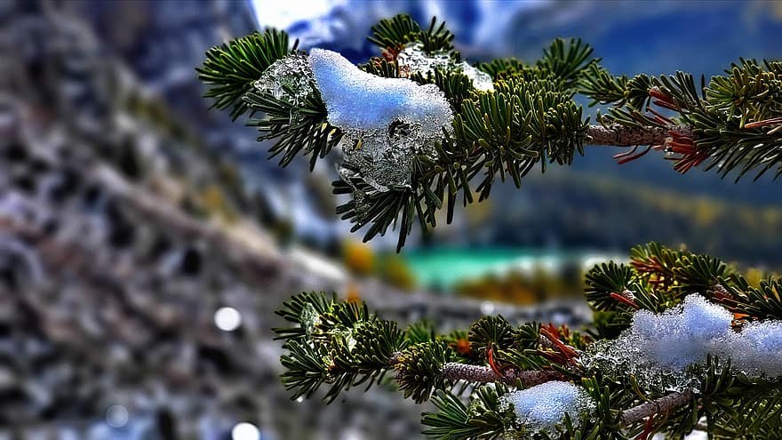 banff, téli, fagy, hegyek, Alberta, Kanada, természet, fák, hó