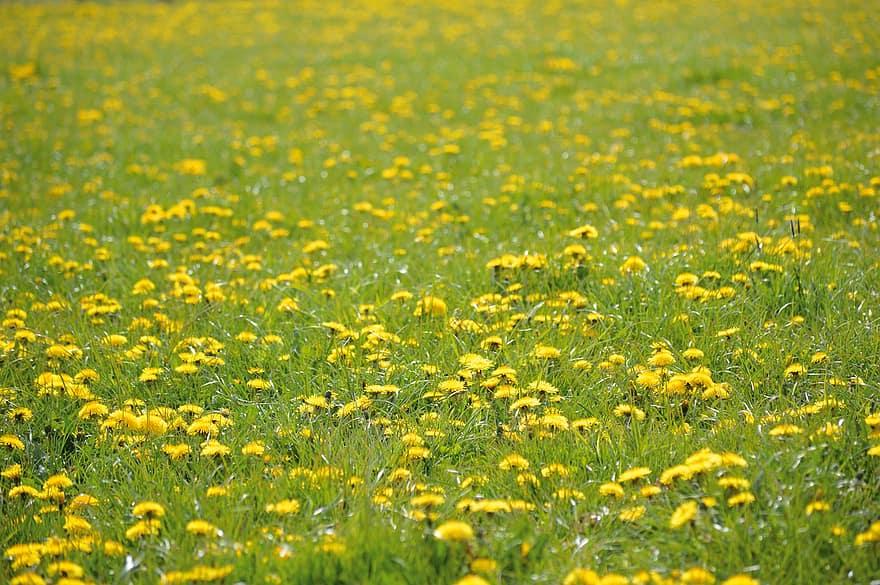 bunga-bunga, bunga kuning, dandelion, botani, musim semi, bidang, padang rumput, alam, mekar, kuning, musim panas