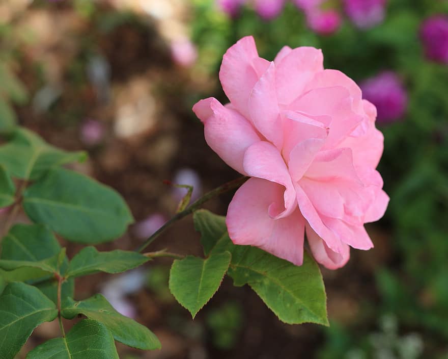 бледно-розовый, розовая роза, розы, природа, лепестки, великолепный, цветок