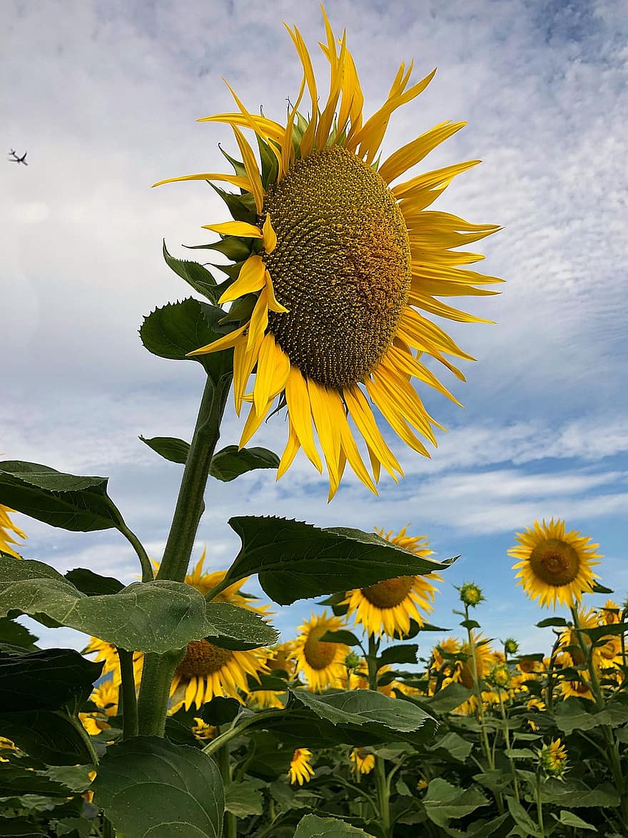 floarea-soarelui, floare, galben, mare, camp, natură, tapet, desktop imagine