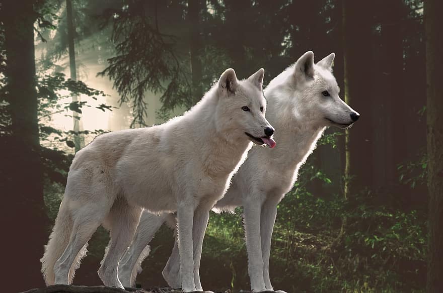 wolven, dieren, Bos, arctische wolven, witte wolven, zoogdieren, dieren in het wild, wildernis, natuur, fantasie, donker