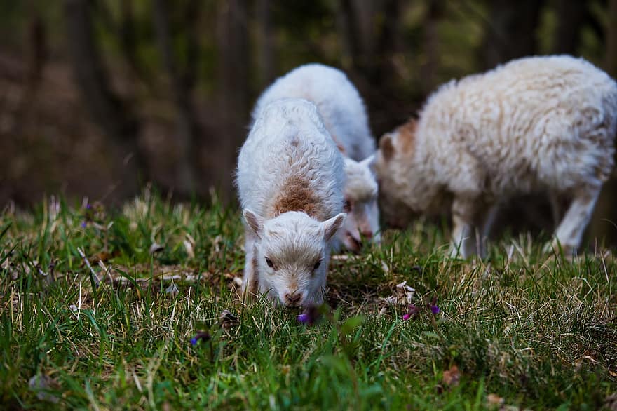 πρόβατο, αρνάκι, ζώο, ζώα, θηλαστικό ζώο, μαλλί, λευκά πρόβατα, γεωργία, αγρόκτημα, καλλιέργεια, οικιακός