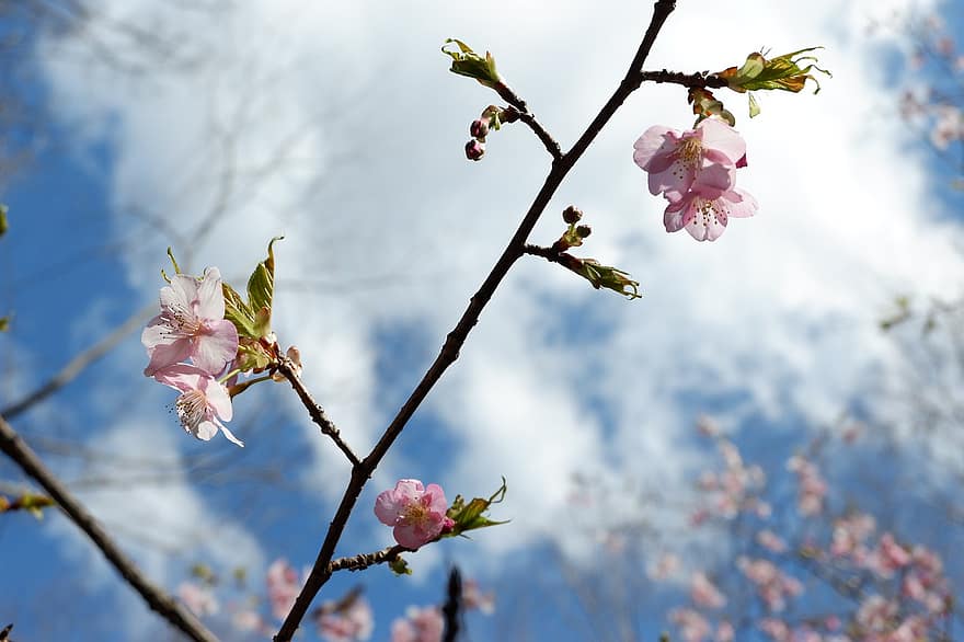 sakura, kukat, kirsikankukkia, taivas, vaaleanpunaiset terälehdet, terälehdet, kukinta, kukka, kasvisto, kevään kukat, luonto