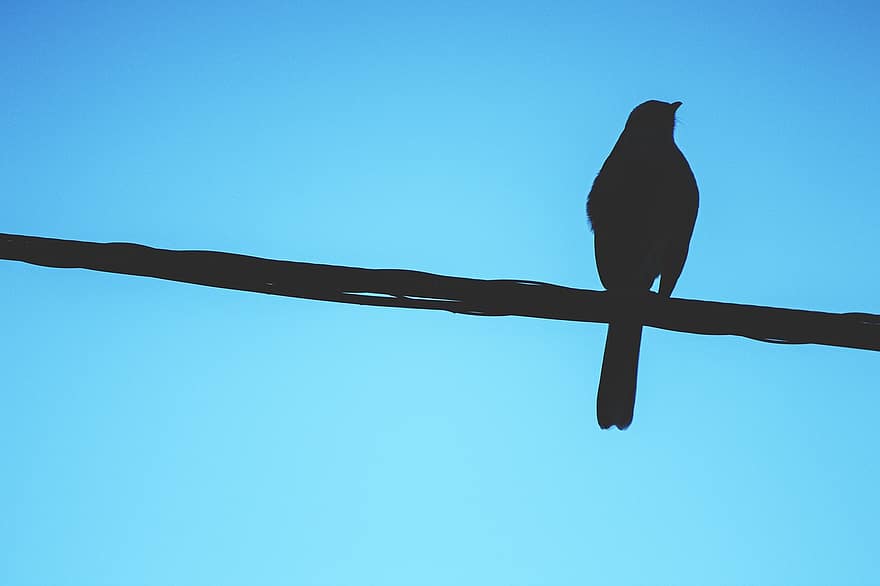 طائر ، ظل ، المناظر الطبيعيه ، طبيعي >> صفة