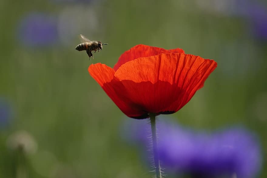 flor, rosella, abella, polinització, insecte, entomologia, estiu, planta, color verd, primer pla, primavera