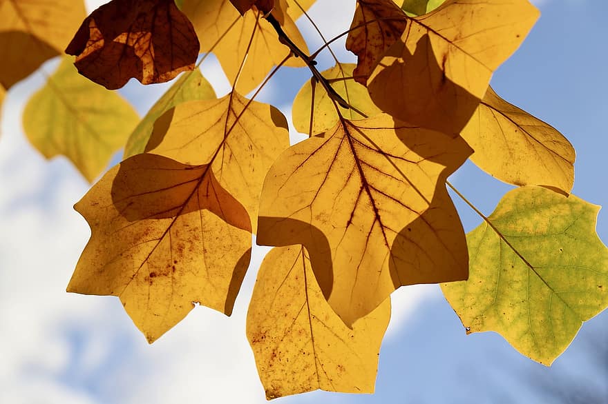 チューリップの木、リラの木、秋の色、紅葉、葉、自然、秋、シーズン、葉脈