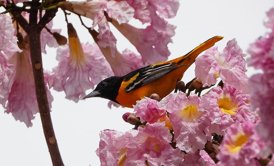 lintu, vaaleanpunaiset kukat, kevät, kukat, Baltimore, linnun
