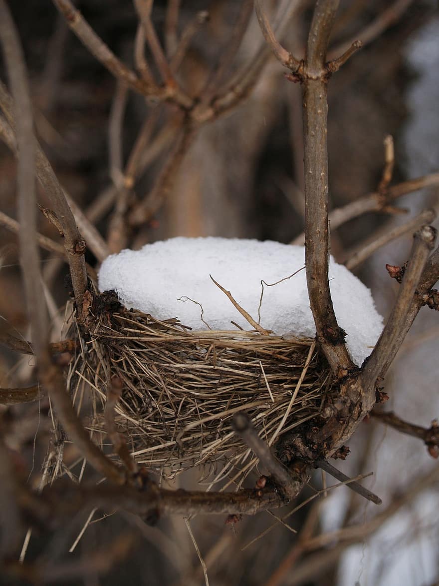 Winter, Nest, Snow, Tree