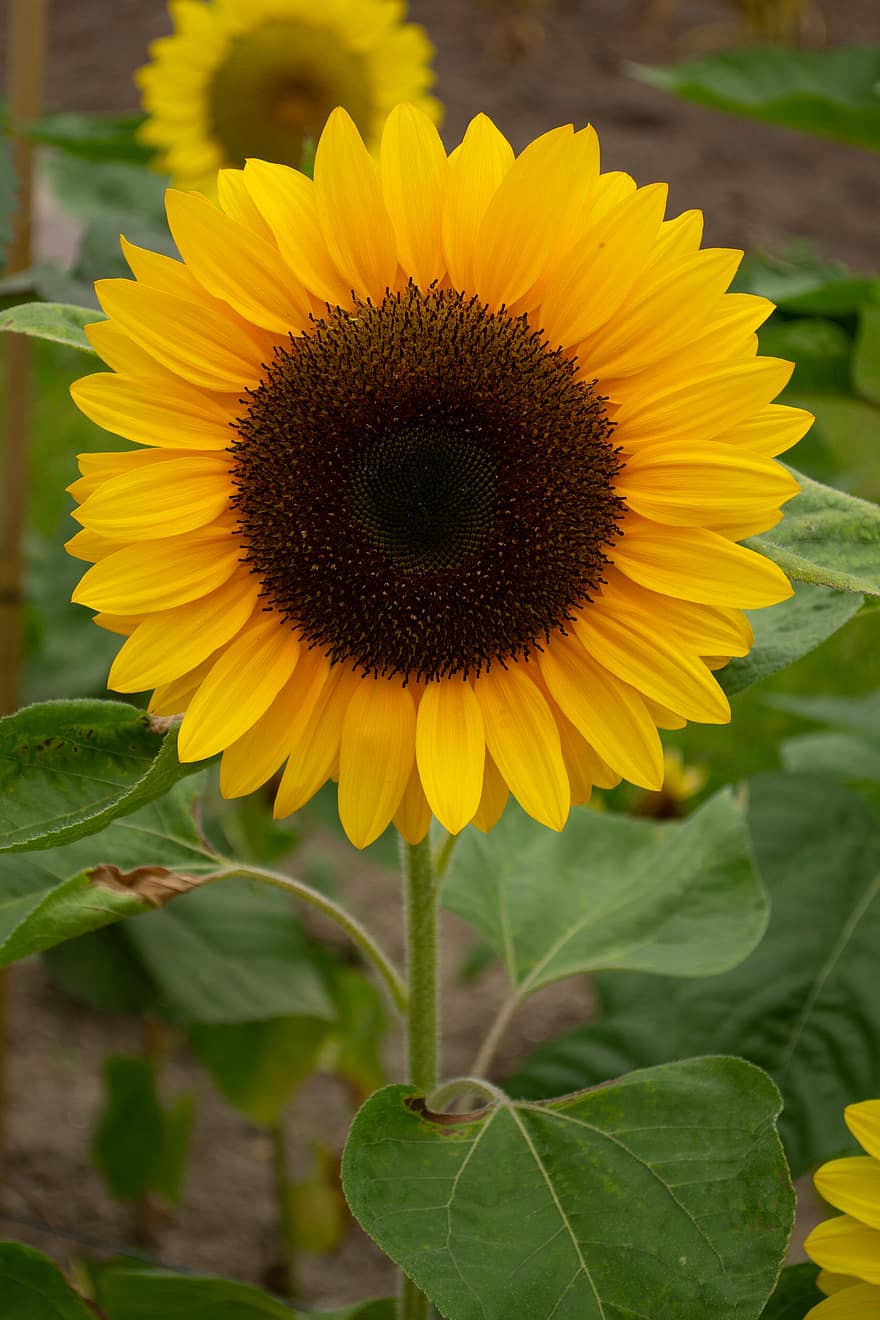 bunga matahari, bunga, flora, bidang, alam, kuning, taman, organik, di luar rumah, pertumbuhan, berkembang