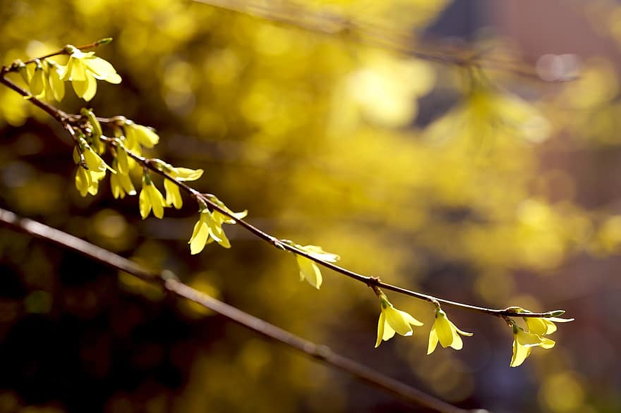 λουλούδια, άνοιξη, θάμνος με κίτρινα φυλλοειδή άνθη, ανθίζω, άνθος, βοτανική, φύση, φύλλο, κίτρινος, δέντρο, κλαδί