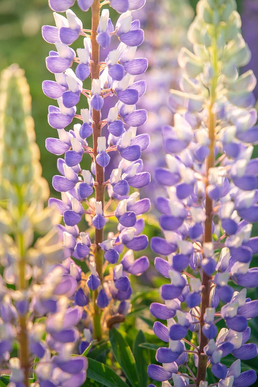 Field, Lupine, Plant, Flower, Nature, Summer, Dawn, Blue, Purple, Bright, Countryside