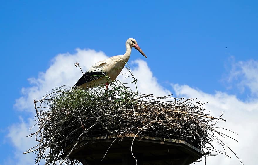 Stork, Bird, White Stork, Nest, Bird's Nest, Sky, Avian, animal nest, beak, blue, feather
