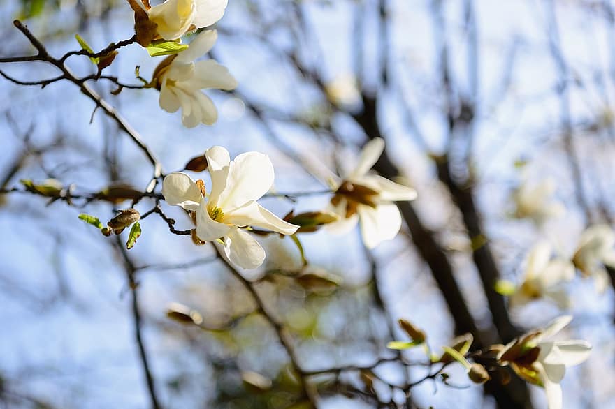 las flores, magnolia, floración, flor, Japón, paisaje, planta, Kobusi, blanco, rama, primavera