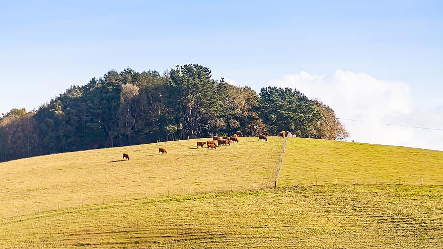 Field, Hillside, Countryside, Cows, Cattle, Forest, Scenery, Cornwall, Farm, Agriculture