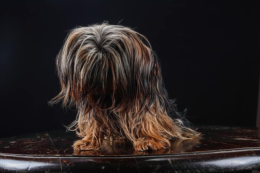yorkshire terrier, hond, huisdier, portret, dier, klein, huishond, hoektand, zoogdier, schattig