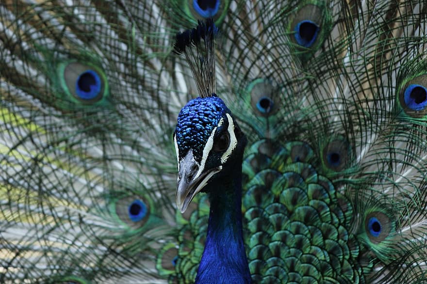 pavo real, plumas de pavo real, pájaro, animal, pluma, azul, multi color, pico, animal macho, de cerca, cabeza de animal