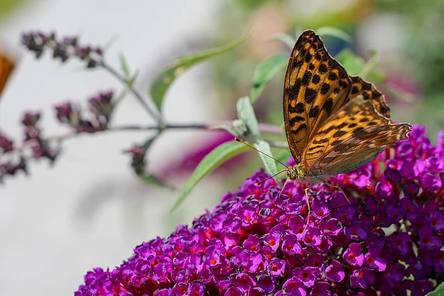 метелик, фіолетові квіти, запилюють, запилення, комаха, крила метелика, лускокрилі, квіти, цвітіння, флора, фауна
