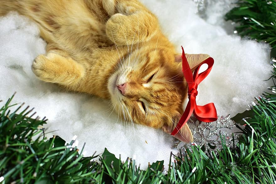 kucing, membelai, licik, hewan, bulu, sedang tidur, lokal, kucing rumahan, pita, karangan bunga, hari Natal