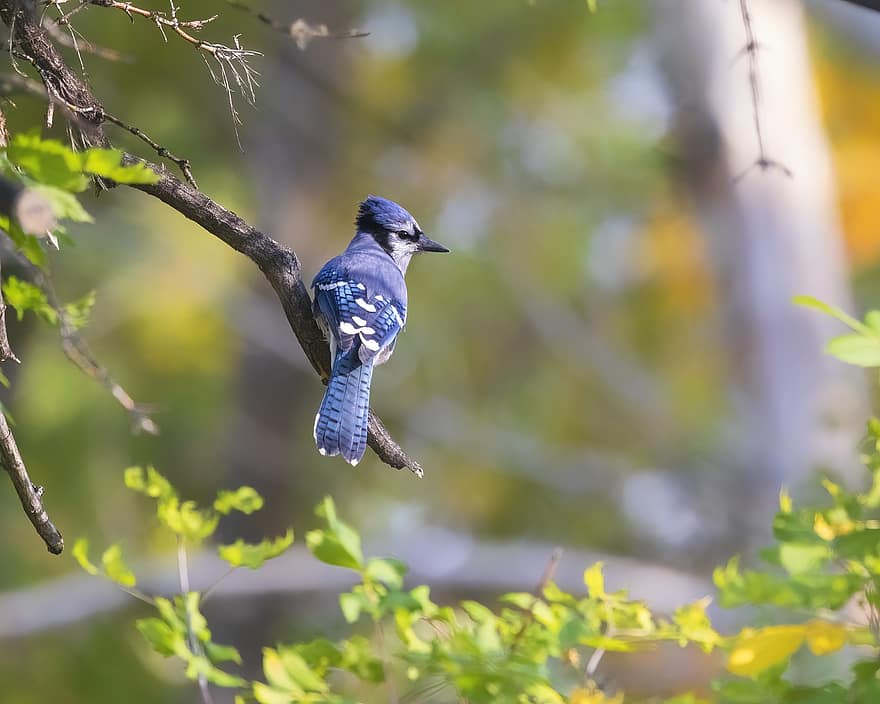 blue jay, uccello, animale, ramo, arroccato, piume, becco, albero, piuma, animali allo stato selvatico, avvicinamento