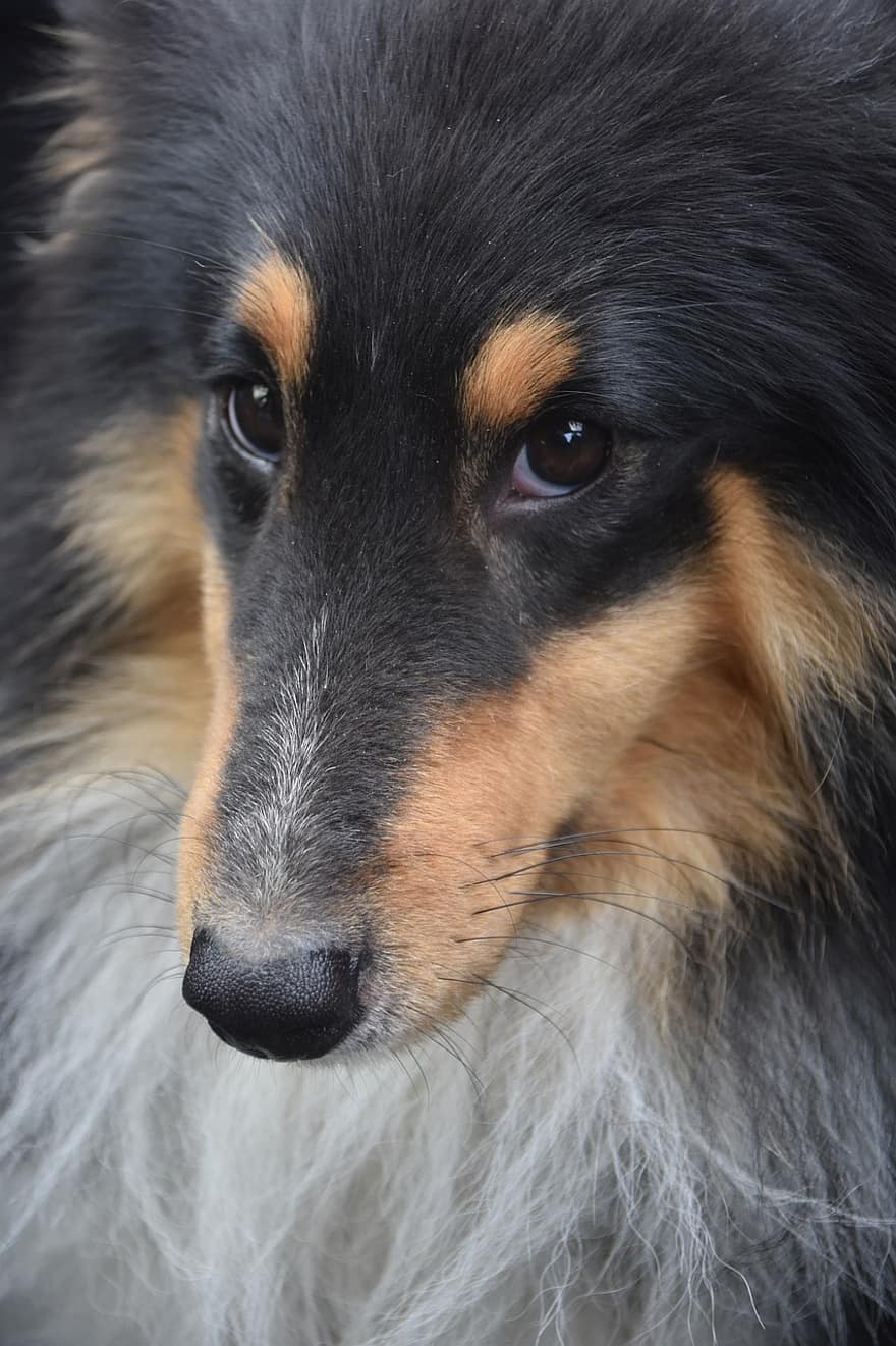 hond, de herdershond van Shetland, gezicht, sheltie, honden gezicht, portret, hondenportret, snuit, hoektand, zoogdier, dier