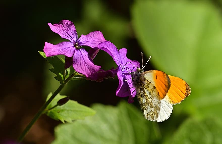 sommerfugl, aurora sommerfugl, blomstre, blomst, nærbilde, sommerfugler, vinge, natur, vår, fly insekt, naturopptak
