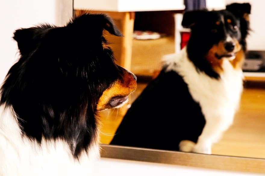 chien, animal domestique, animal, fourrure, miroirs, image miroir, museau, mammifère, animaux domestiques, chien de race, canin