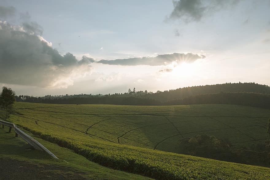 plantação de chá, Campos, Quênia, cena rural, verão, Prado, panorama, Fazenda, agricultura, grama, por do sol