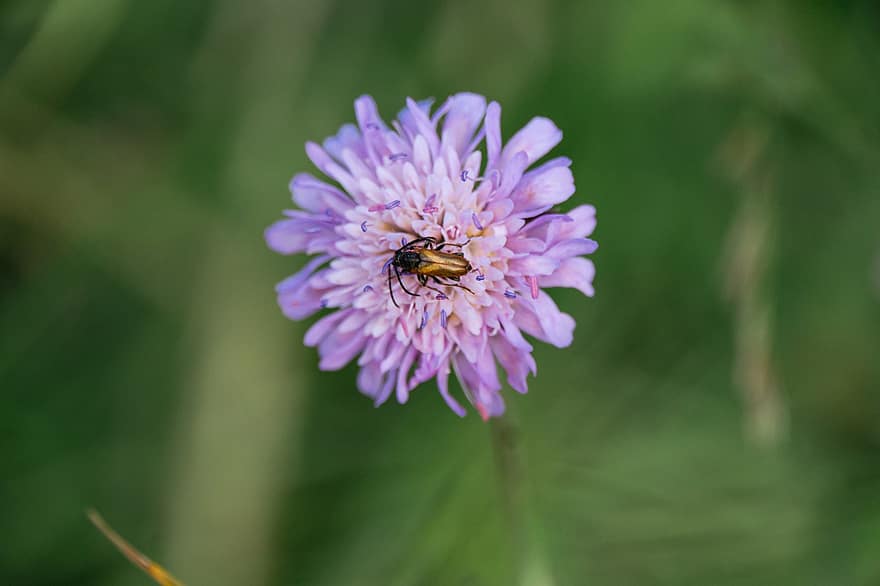kumbang, kumbang longhorn, bunga, serangga, alam, padang rumput, merapatkan, menanam, musim panas, warna hijau, makro