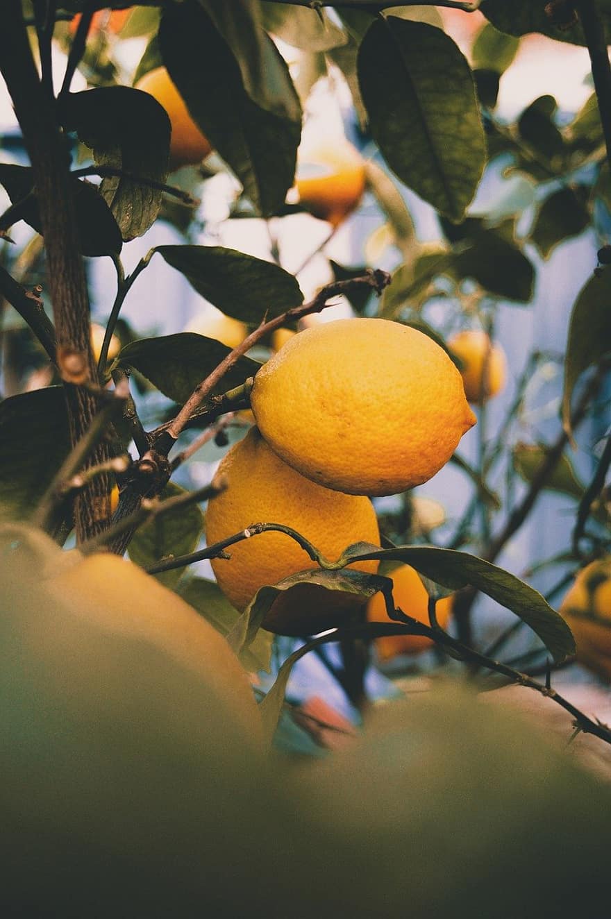 лимони, лимонне дерево, цитрусові фрукти