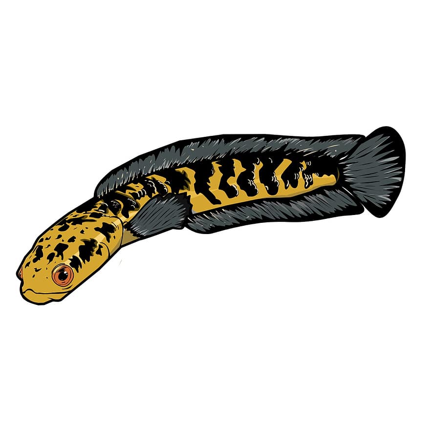 Channa Marulioides, Tête de serpent empereur, poisson, dessin, isolé, clipart, illustration, dessin animé, zoologie, jaune, vecteur