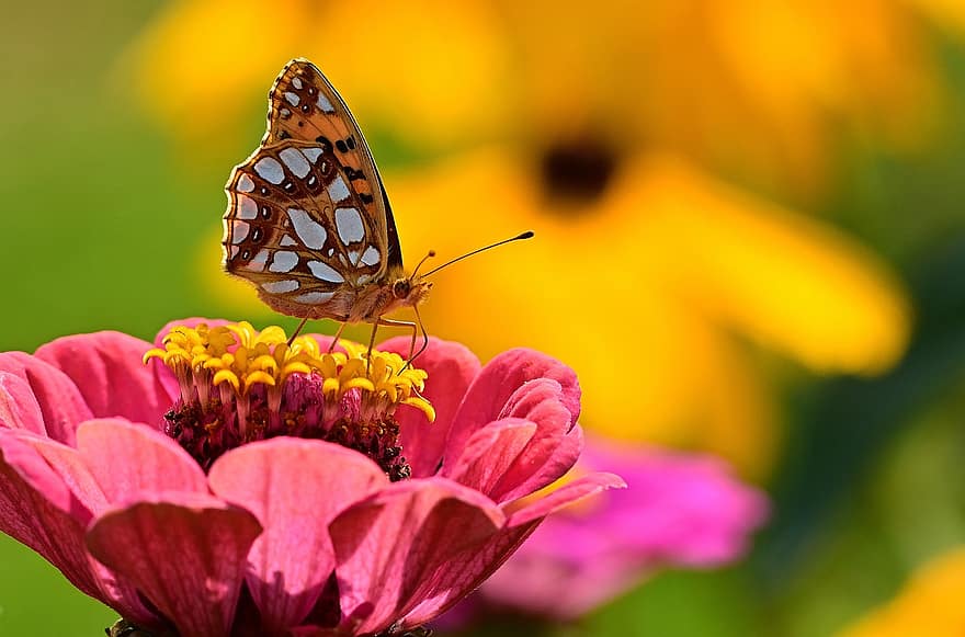 бабочка, рябчик, Argynnis Adippe, цвести, цветение, цинния, пыльца, опыление, чешуекрылые, энтомология, насекомое