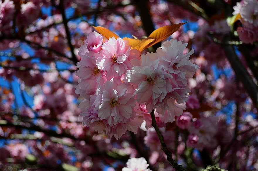 Kirschblüte, Blumen, Frühling, pinke Blumen, rosa Blüte, Blütenblätter, blühen, Kirschbaum, Ast, Baum