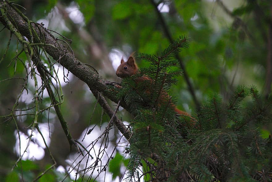 vörös mókus, mókus, állat, eurázsiai vörös mókus, fa mókus, sciurus vulgaris, rágcsáló, emlős, vadvilág, tűlevelű, fenyőfa