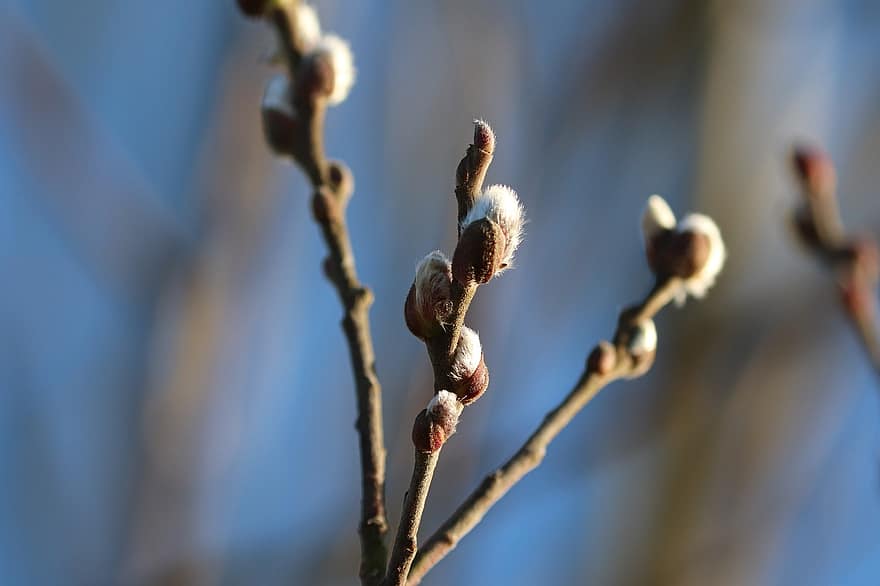 Willow Catkin, Pasture, Nature, Spring, Willow Plant, Catkins, Blossom, Bloom, branch, close-up, plant