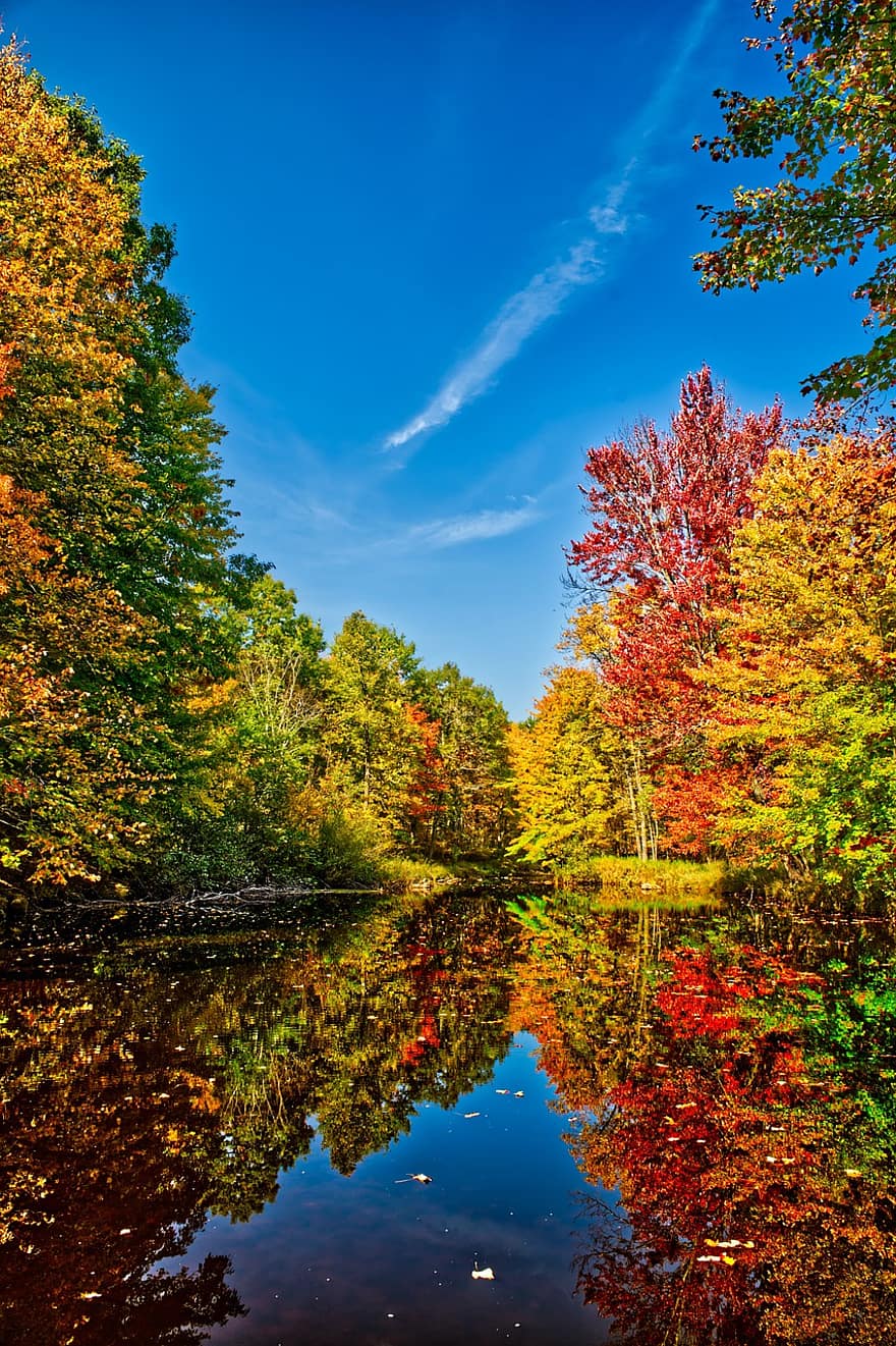 pohon, Daun-daun, dedaunan, sungai, penuh warna, refleksi