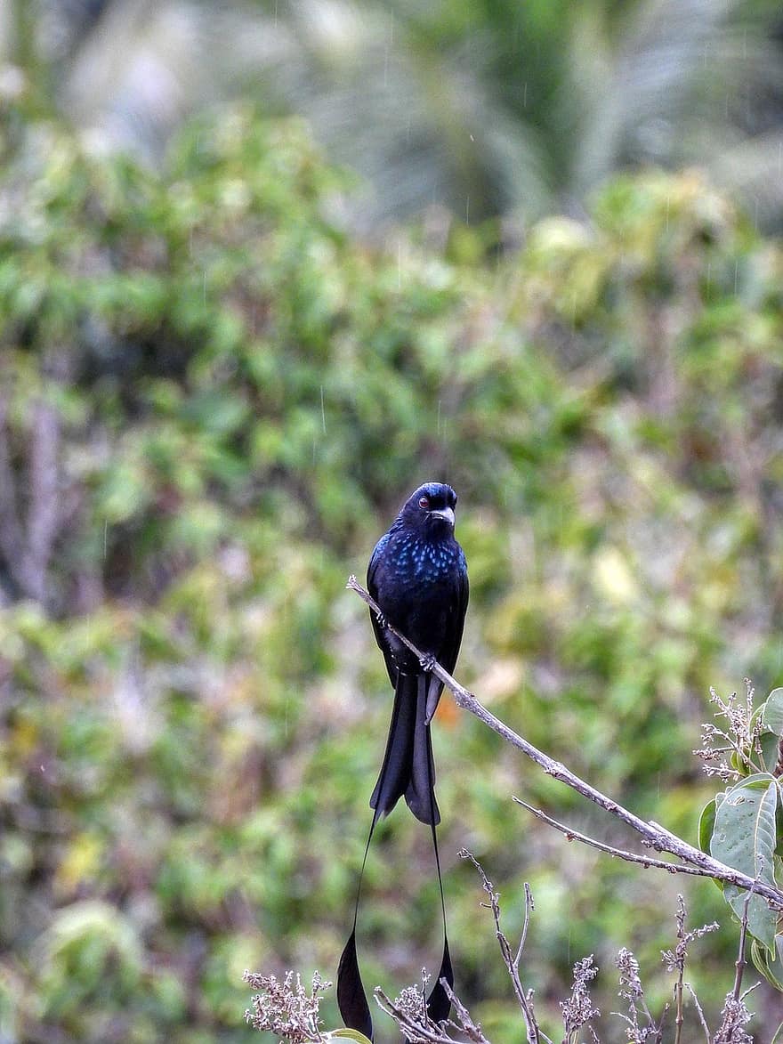 Greater Racket-tailed Drongo, Bird, Animal, Wildlife, Asian Bird, Perched, Branch, Nature, beak, feather, animals in the wild