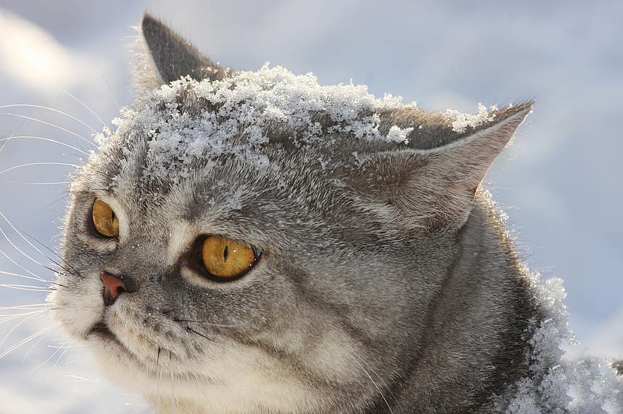 british shorthair, Γάτα, κατοικίδιο ζώο, αιλουροειδής, ζώο, γούνα, γατούλα, οικιακός, οικιακή γάτα, γατάκι, γάτα πορτρέτο