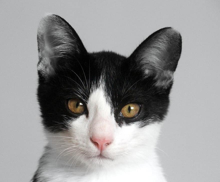 ネコ、若い猫、猫顔、黒と白の猫、子猫、若い、可愛い、飼い猫、猫の目、猫の肖像画、ペット