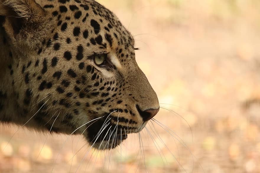 Panther, Leopard, Tier, beschmutzt, Katzen, Säugetiere, Säugetier, große Katze, wildes Tier, Tierwelt, Fauna