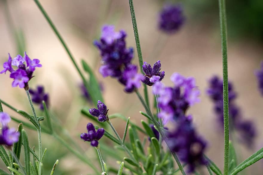 lavender, bunga-bunga, bunga ungu, berkembang, mekar, flora