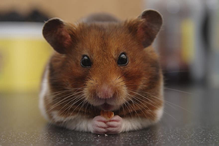 chuột đồng, Hamster Syria, Chuột đồng vàng, vật nuôi, thú vật, dễ thương, lông thú, đói bụng