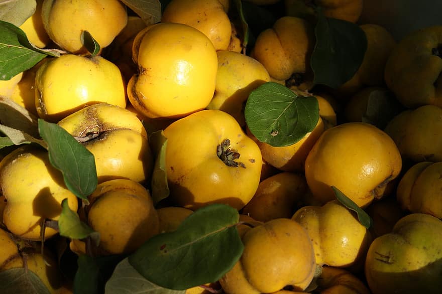 Quince, Fruits