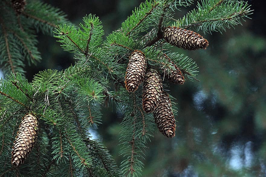 Cones, Pine Cone, Spruce, Tree, Sprig, Closeup, Pine, Forest, close-up, coniferous tree, branch