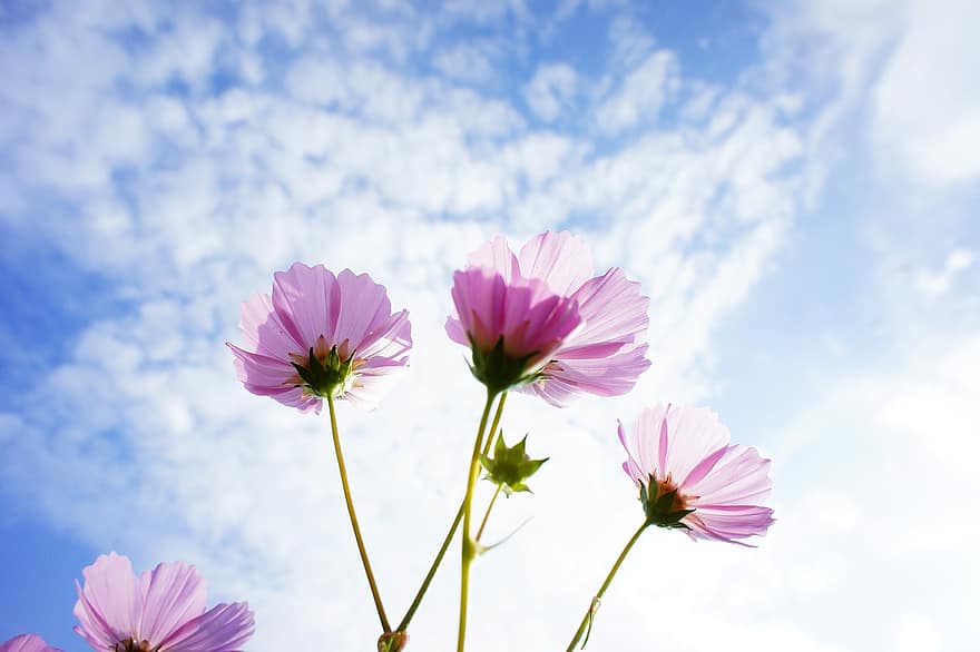 코스모스, 꽃들, 하늘, 핑크 꽃, 분홍색 꽃잎, 꽃잎, 꽃, 플로라, 식물