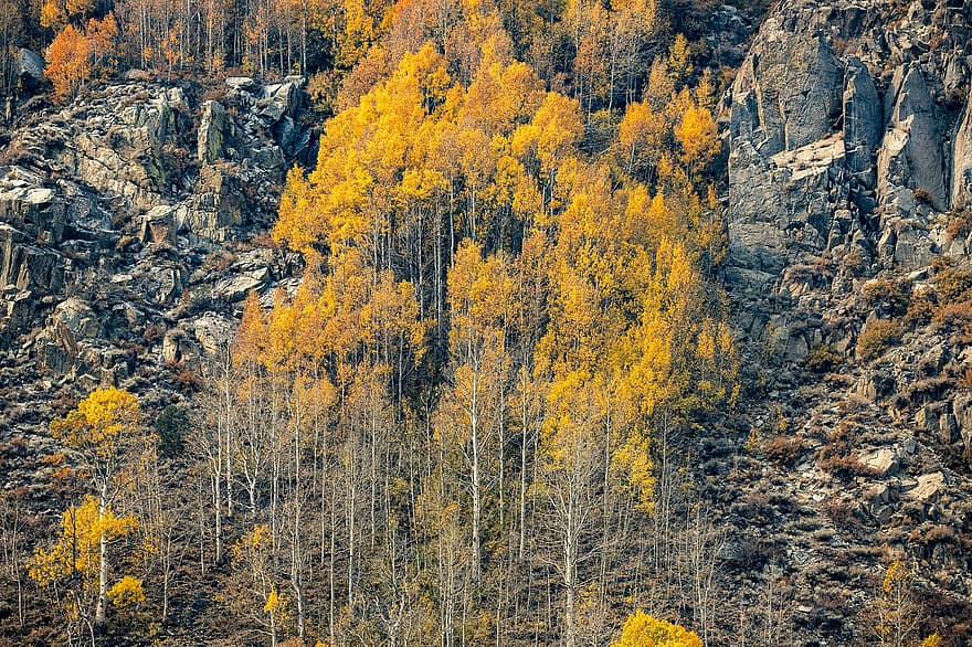 naturaleza, otoño, temporada, al aire libre, viaje, exploración, arboles, obispo creek, amarillo, árbol, bosque