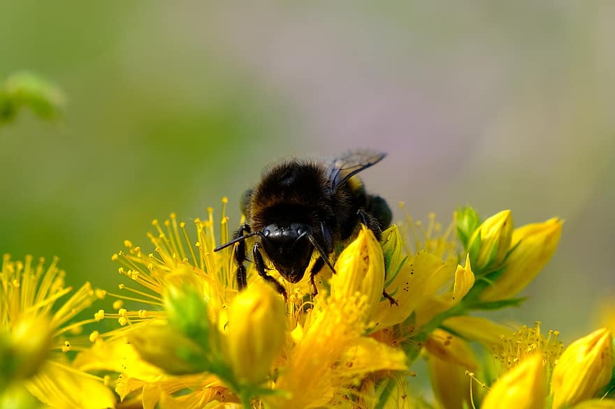 bunga kuning, lebah, menyerbuki, penyerbukan, bunga-bunga, berkembang, mekar, flora, serangga, serangga bersayap, fauna